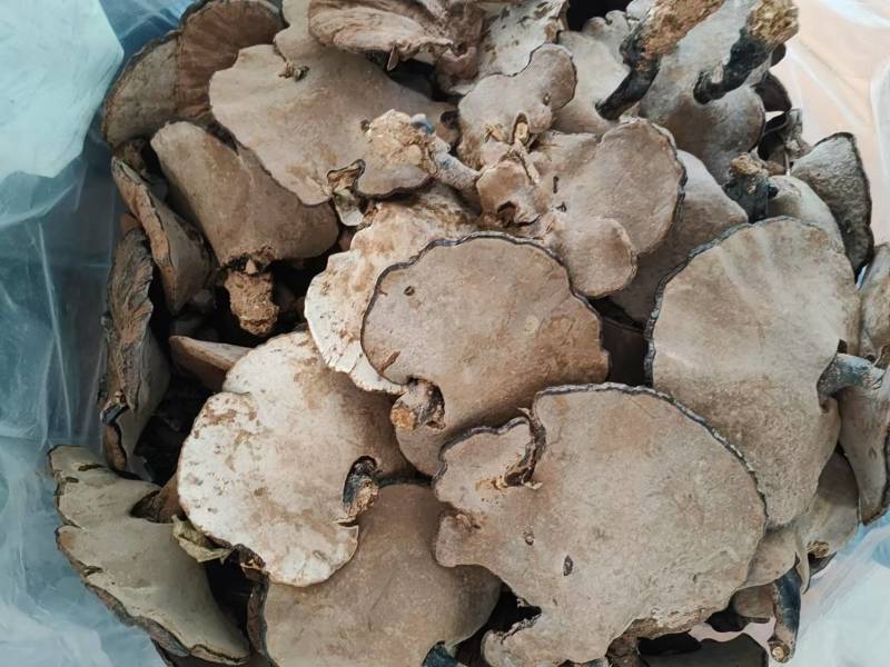 广西精品紫灵芝产地直供品质保证量大从优欢迎咨询