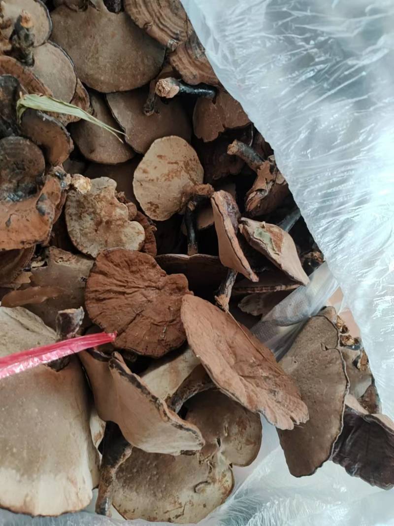 广西精品紫灵芝产地直供品质保证量大从优欢迎咨询