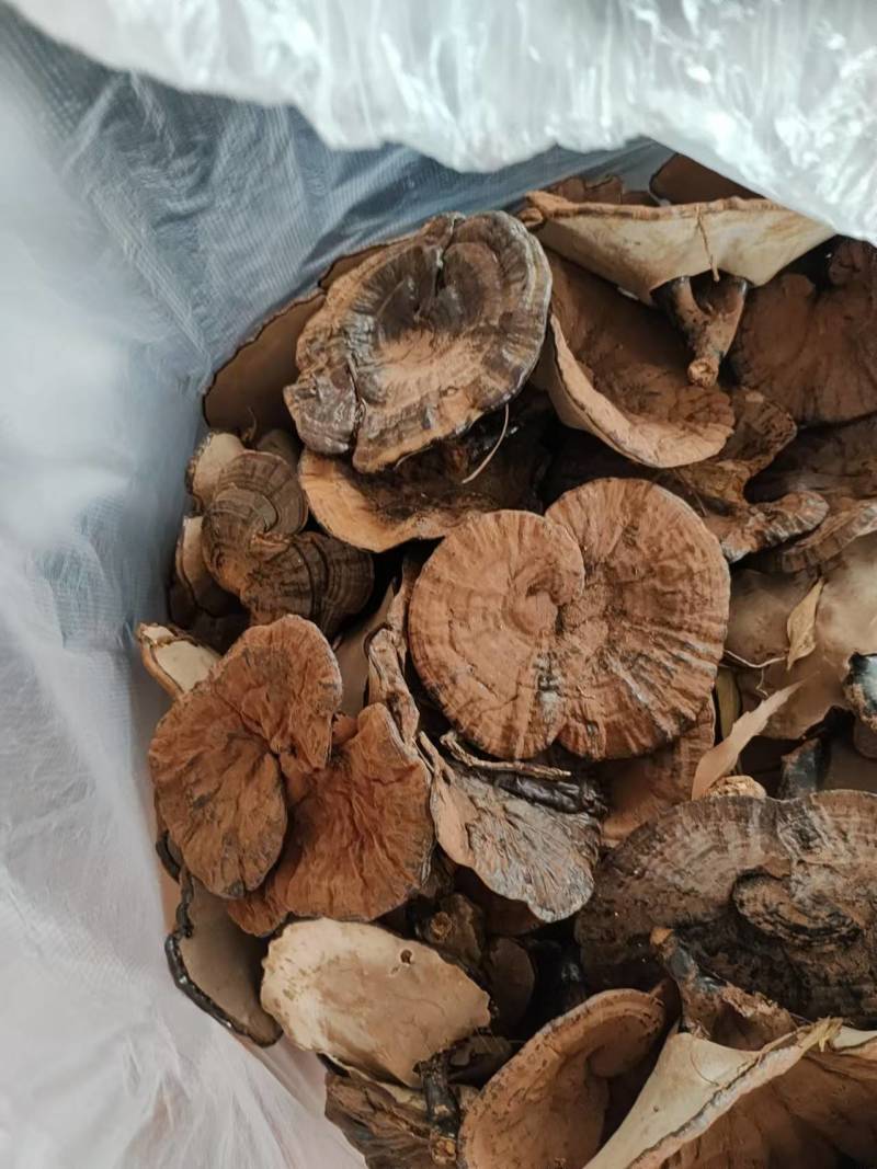广西精品紫灵芝产地直供品质保证量大从优欢迎咨询
