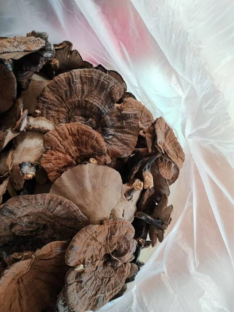 广西精品紫灵芝产地直供品质保证量大从优欢迎咨询