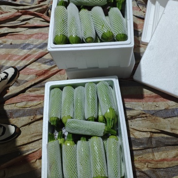 新鲜西葫芦脆嫩爽口量大从优欢迎选购