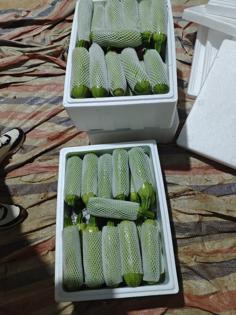 新鲜西葫芦脆嫩爽口量大从优欢迎选购