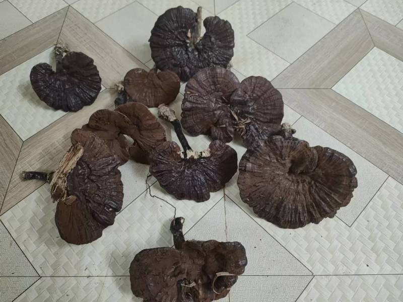 广西紫灵芝大量供应品质保证可视频看货