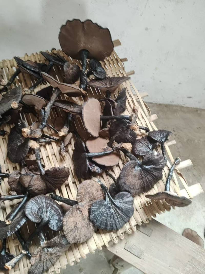 广西紫灵芝大量供应品质保证可视频看货