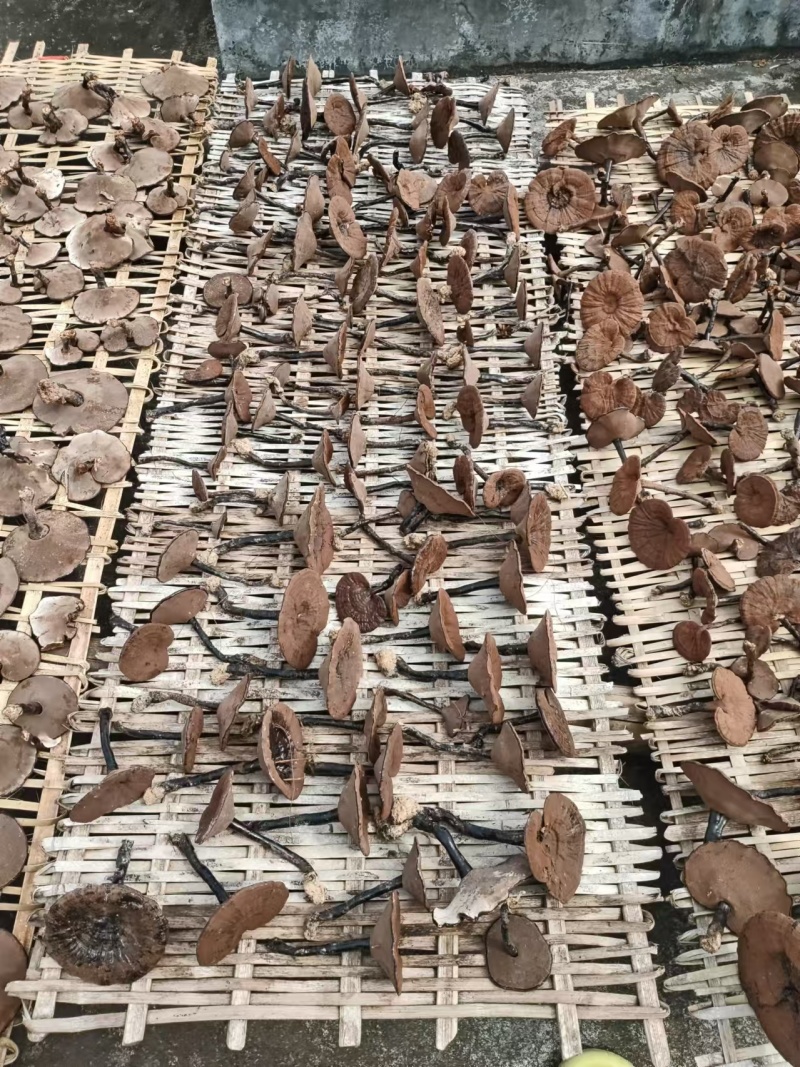 广西紫灵芝大量供应品质保证可视频看货