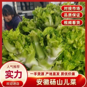 安徽砀山儿菜多子菜儿菜头一手货源