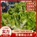 安徽砀山儿菜多子菜儿菜头一手货源