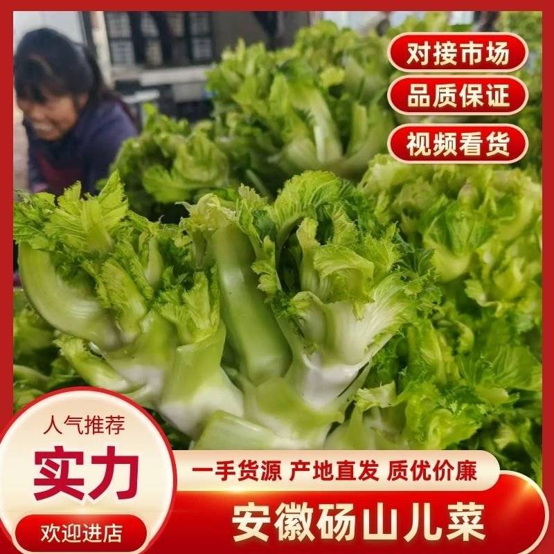 安徽砀山儿菜多子菜儿菜头一手货源