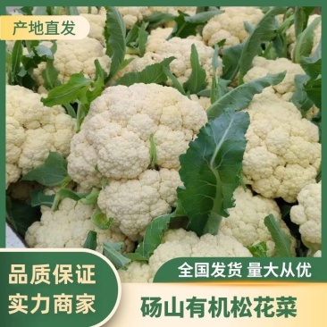 精品松花菜菜花有机散花实花青梗白面小米粒一手货