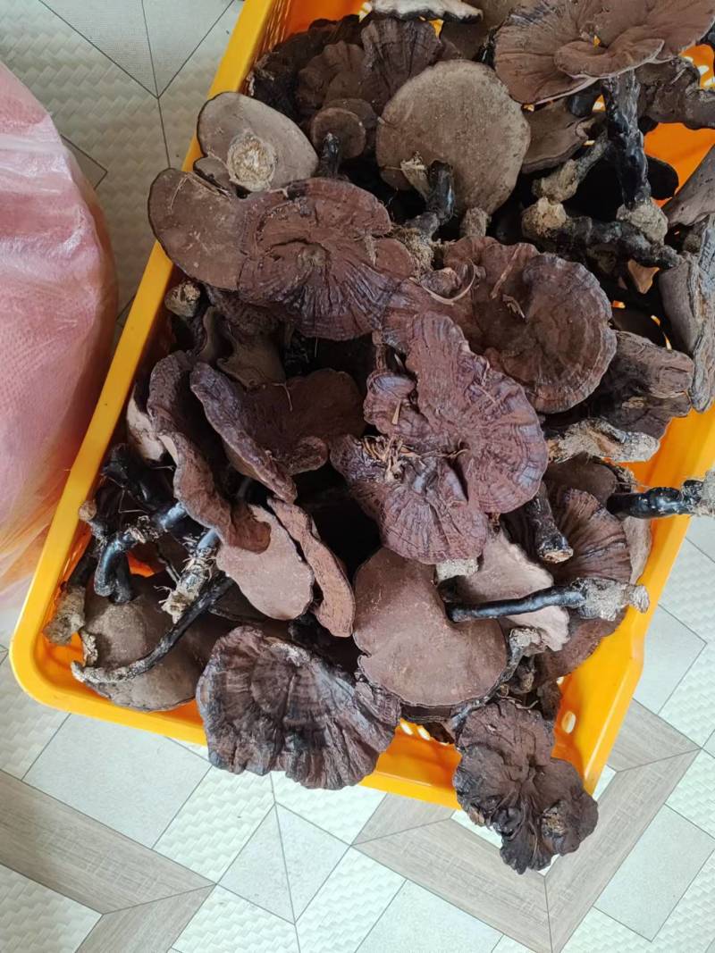 【精选】灵芝优质紫灵芝基地直供一手货源全国发货