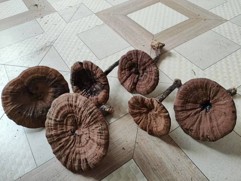 【精选】灵芝优质紫灵芝基地直供一手货源全国发货