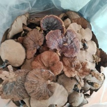 【热卖】精品紫灵芝产地直发规格齐全电商品质量大价优