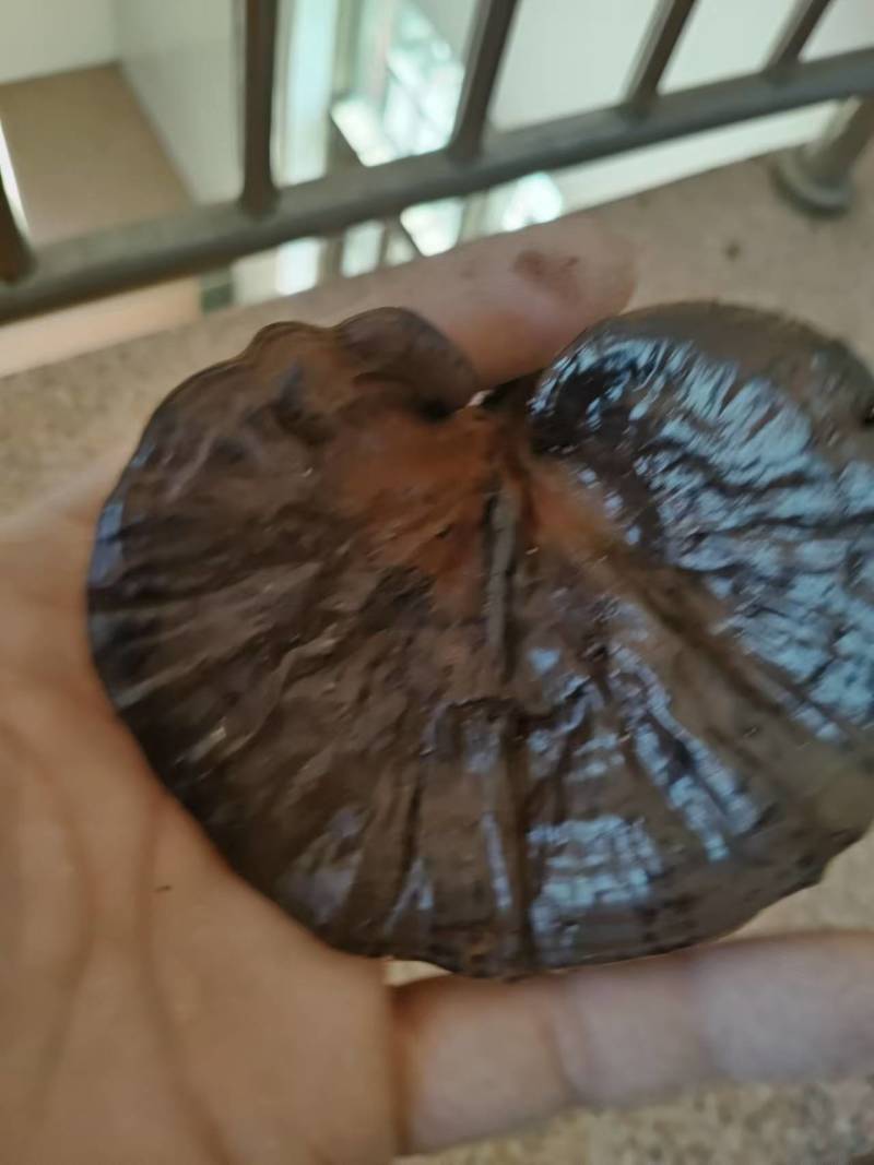 【热卖】精品紫灵芝产地直发规格齐全电商品质量大价优