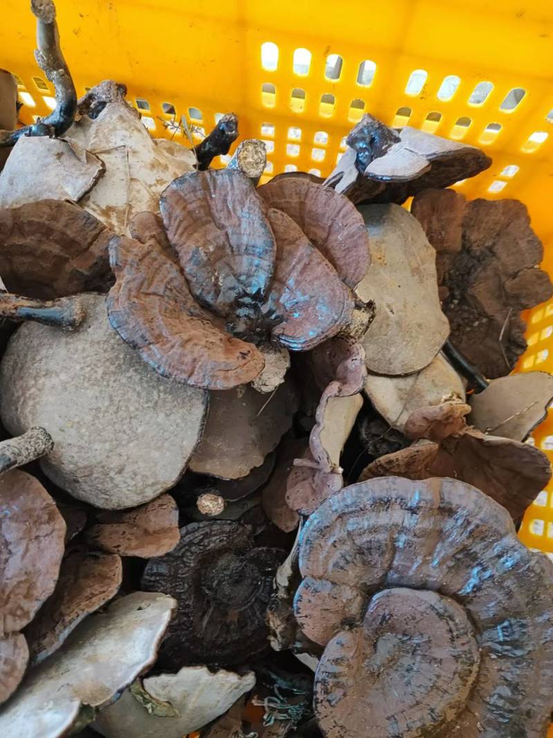 【热卖】精品紫灵芝产地直发规格齐全电商品质量大价优