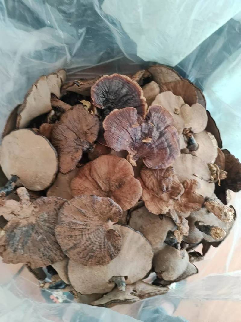 【热卖】精品紫灵芝产地直发规格齐全电商品质量大价优