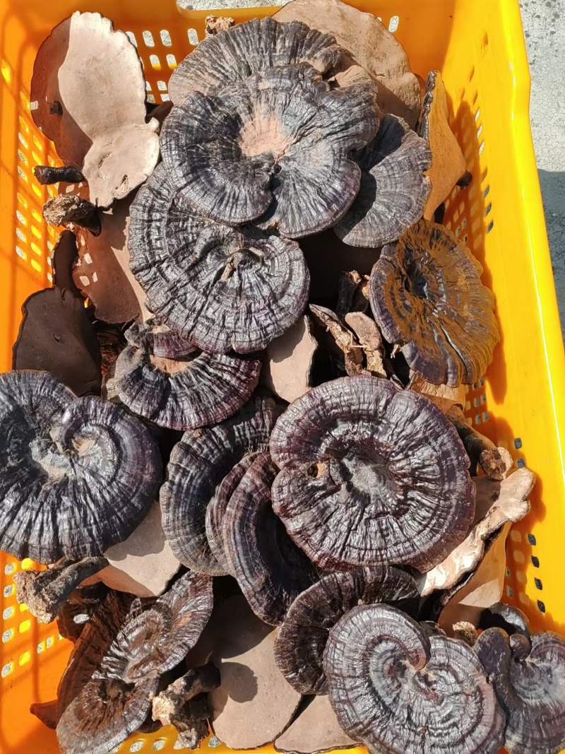 【热卖】精品紫灵芝产地直发规格齐全电商品质量大价优