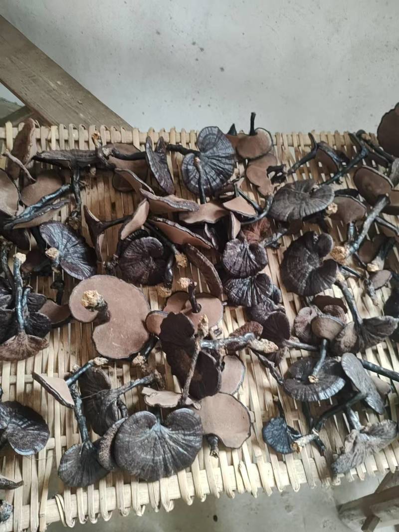 【推荐】精品长腿紫灵芝产地直供一手货源品质保证全国发货