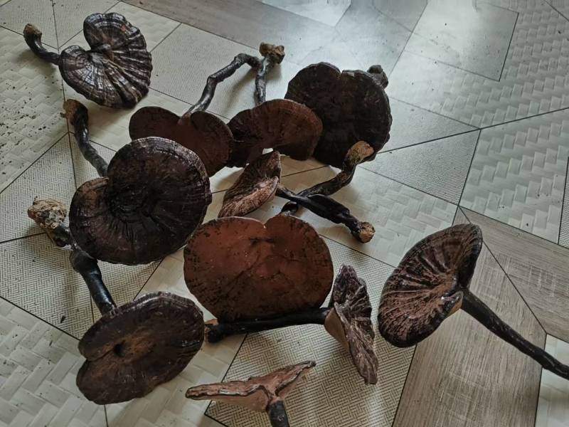 【推荐】精品长腿紫灵芝产地直供一手货源品质保证全国发货