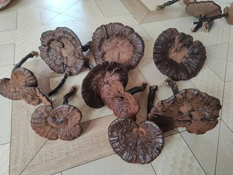 【推荐】精品长腿紫灵芝产地直供一手货源品质保证全国发货