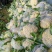 安徽宿州松花菜散花青梗白面小米粒产地直发