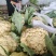 安徽宿州松花菜散花青梗白面小米粒产地直发