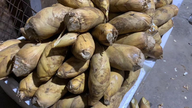 冬笋，味鲜肉厚，基地直发，支持视频看货，欢迎电话联系。