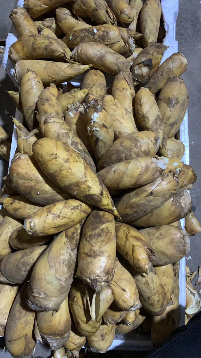 冬笋，味鲜肉厚，基地直发，支持视频看货，欢迎电话联系。