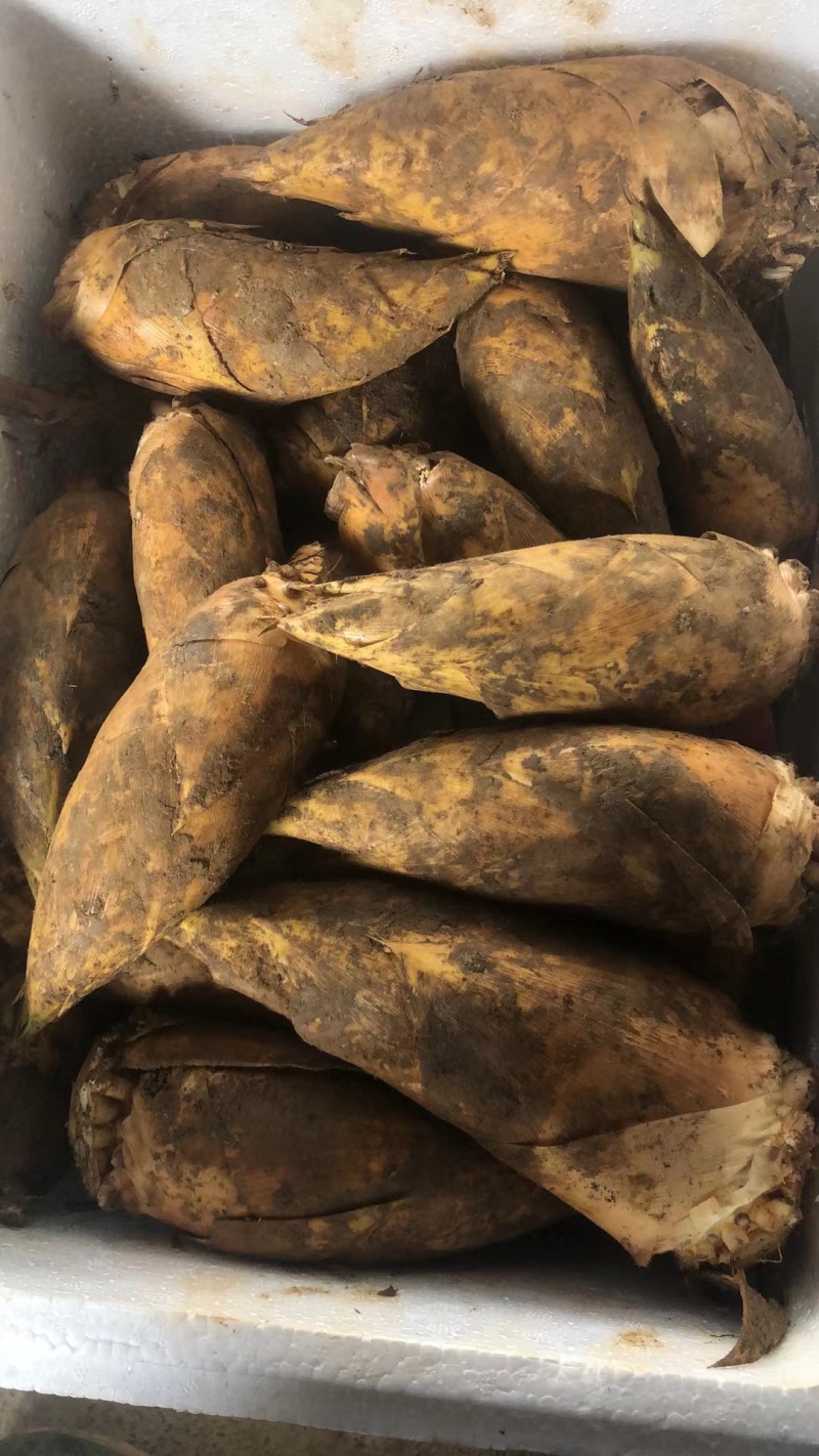冬笋，味鲜肉厚，基地直发，支持视频看货，欢迎电话联系。