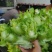 安徽宿州砀山儿菜多子菜大头菜一手货源产地直发