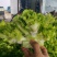 安徽宿州砀山儿菜多子菜大头菜一手货源产地直发