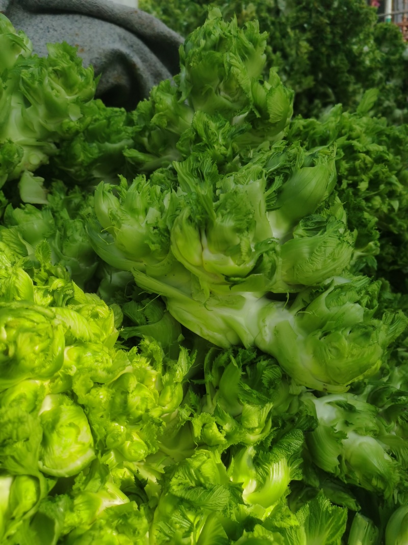 安徽宿州砀山儿菜多子菜大头菜一手货源产地直发
