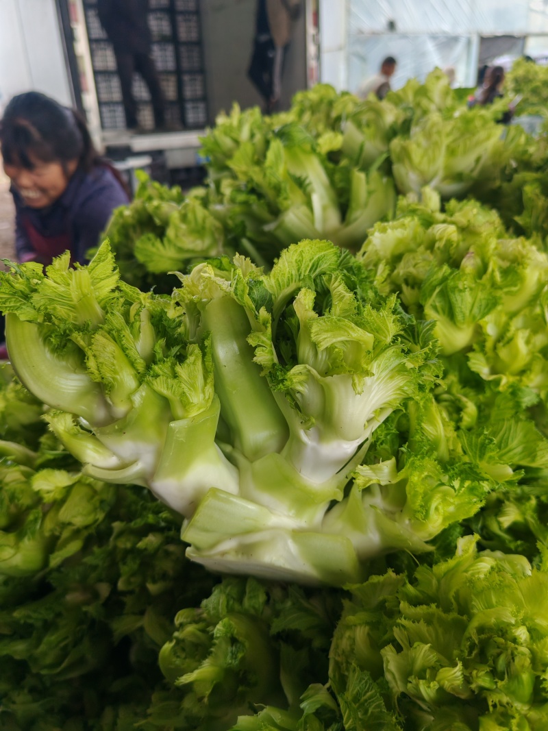 安徽宿州砀山儿菜多子菜大头菜一手货源产地直发