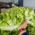 安徽宿州砀山儿菜多子菜大头菜一手货源产地直发