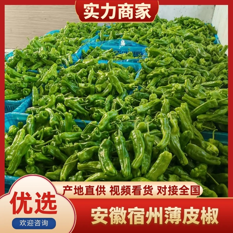 安徽薄皮椒鲜辣椒芜湖椒一手货源产地直发