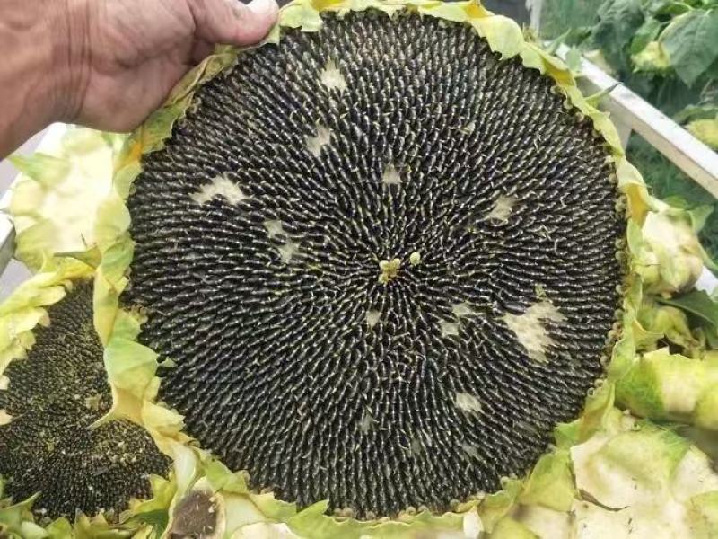 葵花油