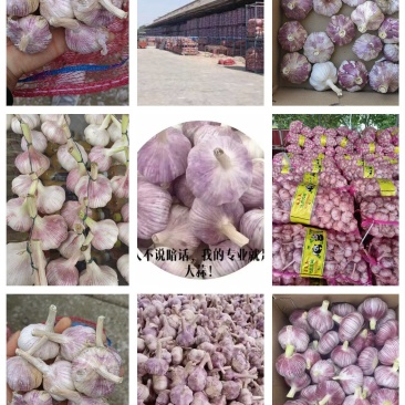中牟大蒜长年供货，主营蒜米料，一般混级，中混级，大混级
