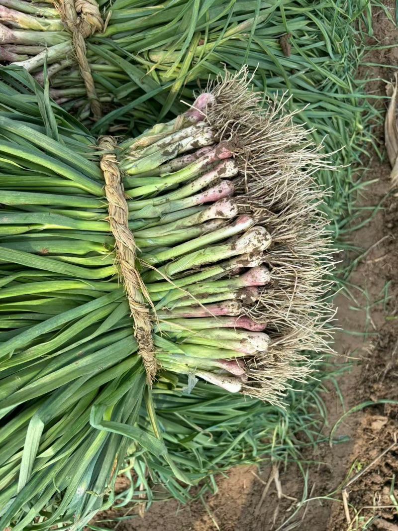精品红根蒜苗江苏蒜苗货源充足量大从优质量保证欢迎咨询