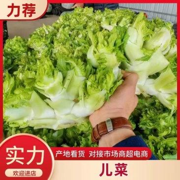安徽宿州砀山儿菜多子菜大头菜一手货源产地直发