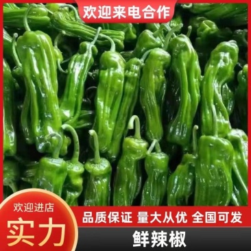 安徽薄皮椒鲜辣椒芜湖椒一手货源产地直发
