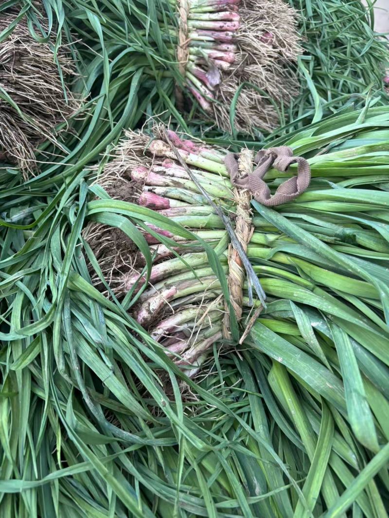 【推荐】精选蒜苗对接全国量大从优质量保证欢迎咨询