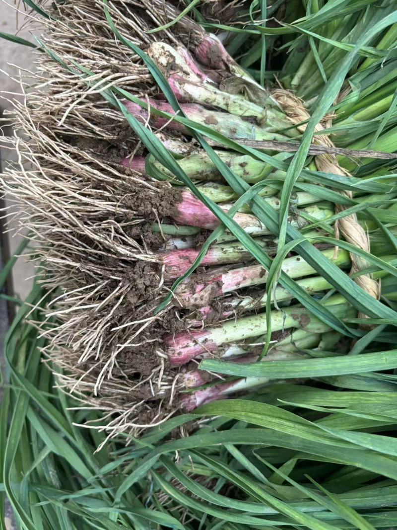 【推荐】精选蒜苗对接全国量大从优质量保证欢迎咨询