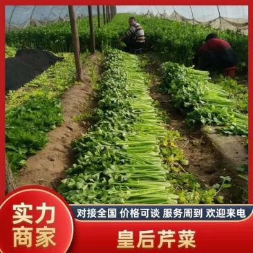 精品芹菜法国皇后芹菜产地一手货源对接电商市场超市