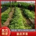 精品芹菜法国皇后芹菜产地一手货源对接电商市场超市