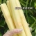 云南黄金甘蔗上市了，现砍现发，一手货源，全国发货，质量好