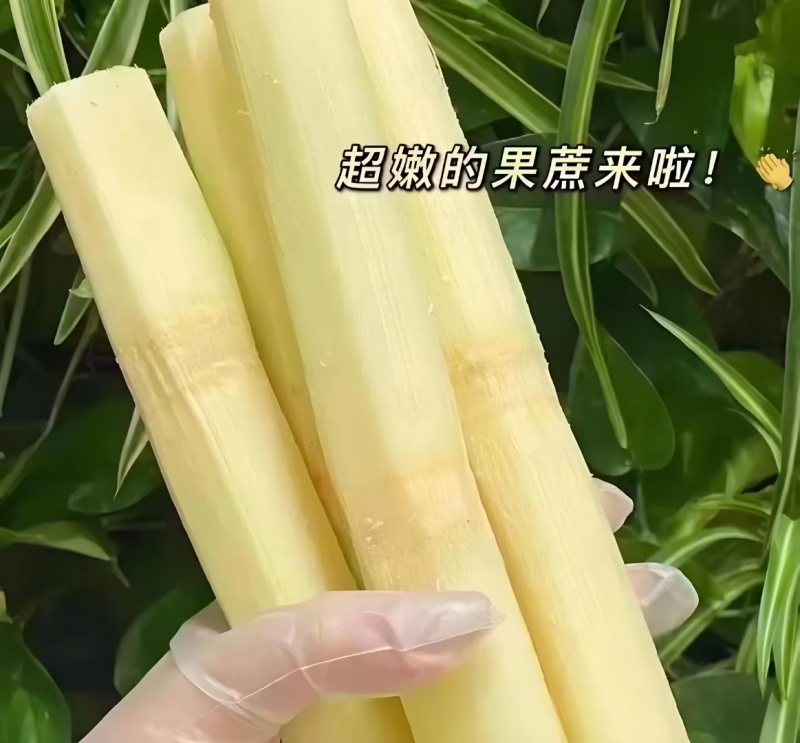 云南黄金甘蔗上市了，现砍现发，一手货源，全国发货，质量好