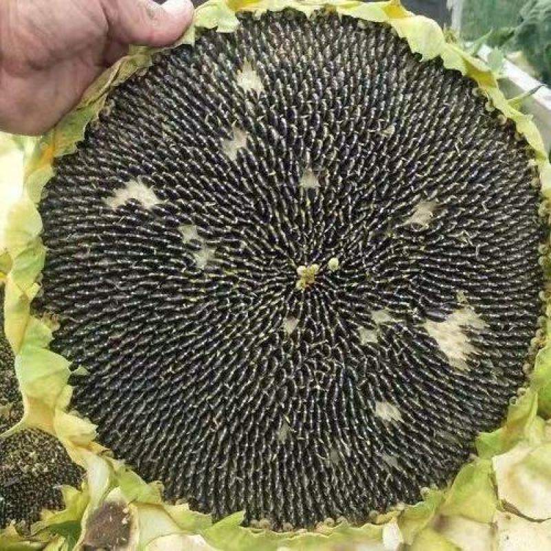 葵花油