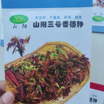 抗寒抗旱香椿种子四季红叶香椿种子芽苗菜种子，香椿芽种