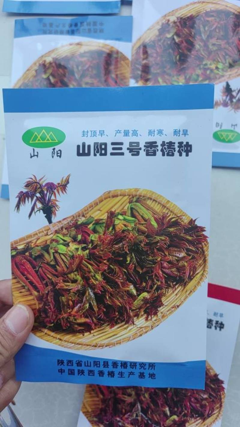 抗寒抗旱香椿种子四季红叶香椿种子芽苗菜种子，香椿芽种