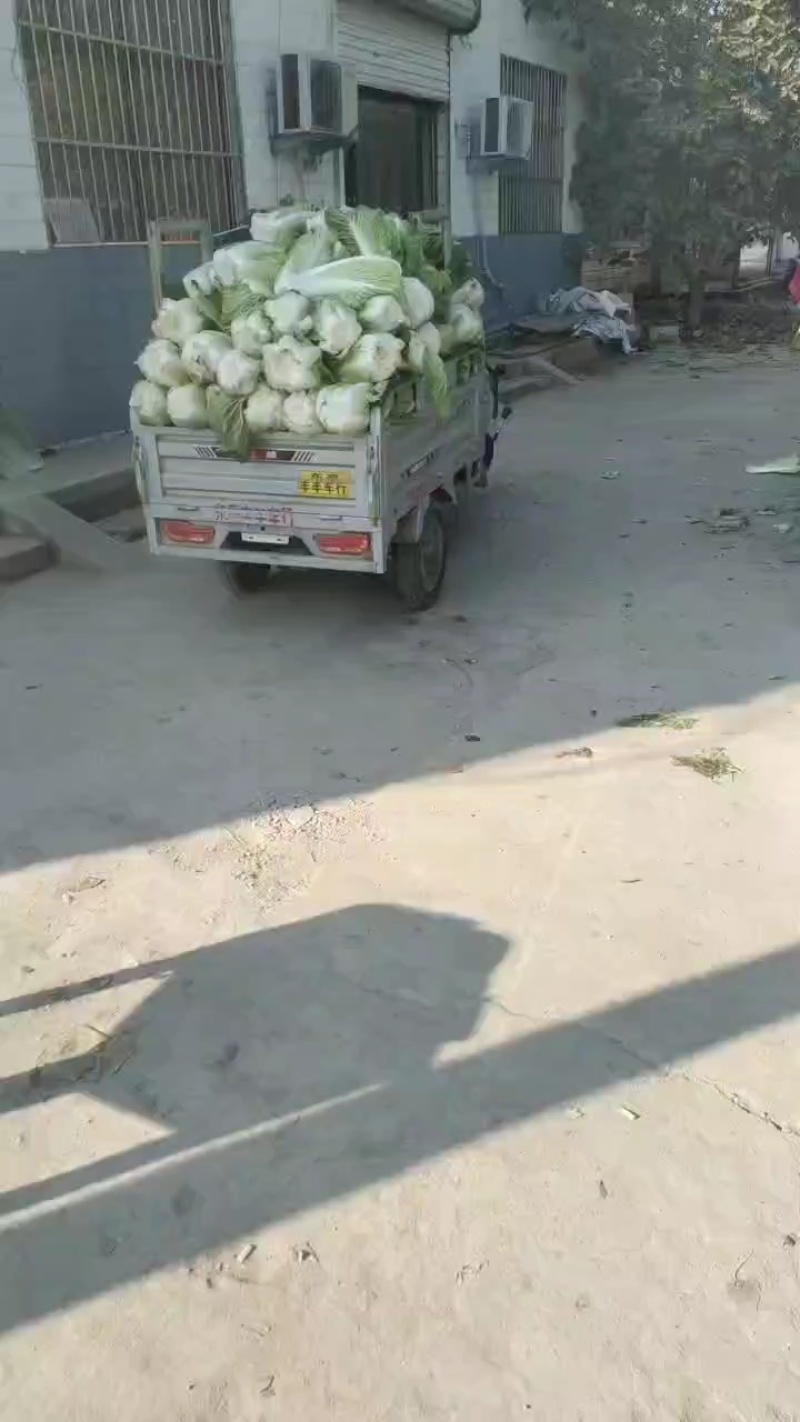 大白菜净菜4~6斤