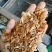 抗寒抗旱香椿种子四季红叶香椿种子芽苗菜种子，香椿芽种